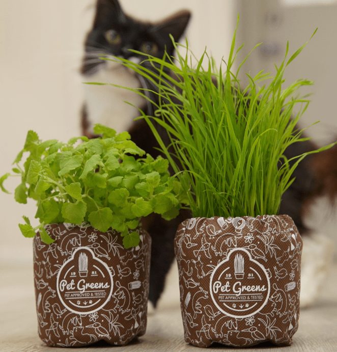 The Pet Greens subscription packaging solution prototyped and produced in-house at Icon