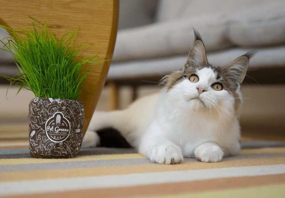 Pet Greens potted pet grass product photography